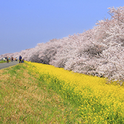 荒川河川敷（熊⾕桜堤）