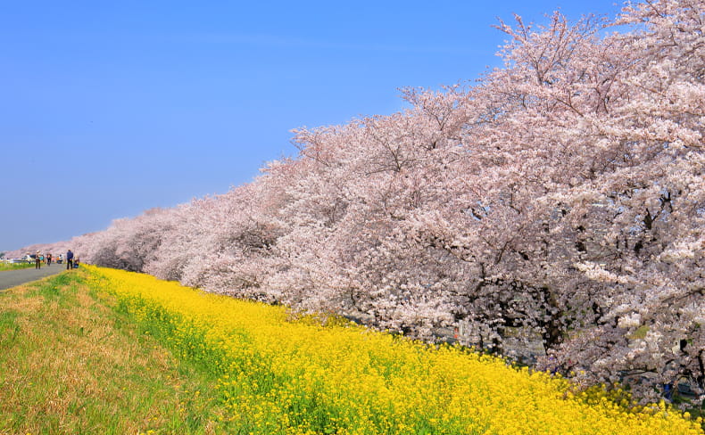 荒川河川敷（熊⾕桜堤）