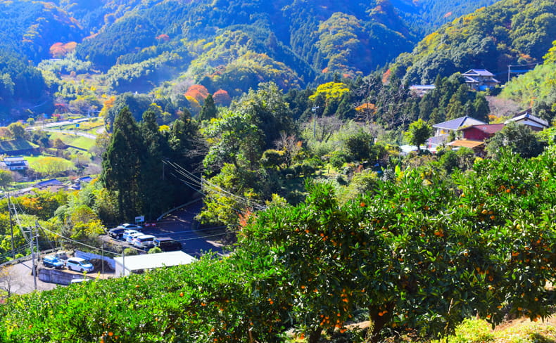 寄居みかん狩り