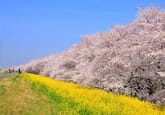 荒川河川敷（熊谷桜堤）