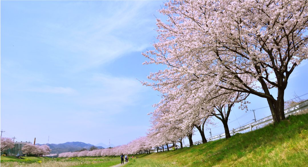 千本 桜 こだま