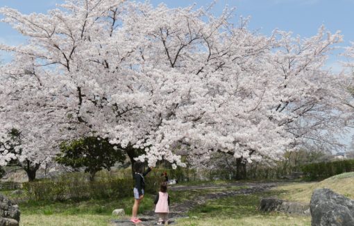 水辺公園の桜