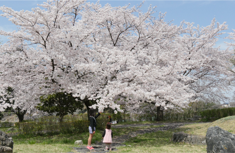 水辺公園の桜