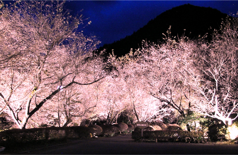城峯公園の冬桜