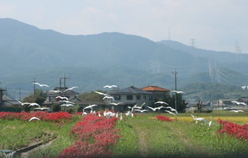 田園風景