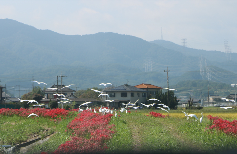 田園風景