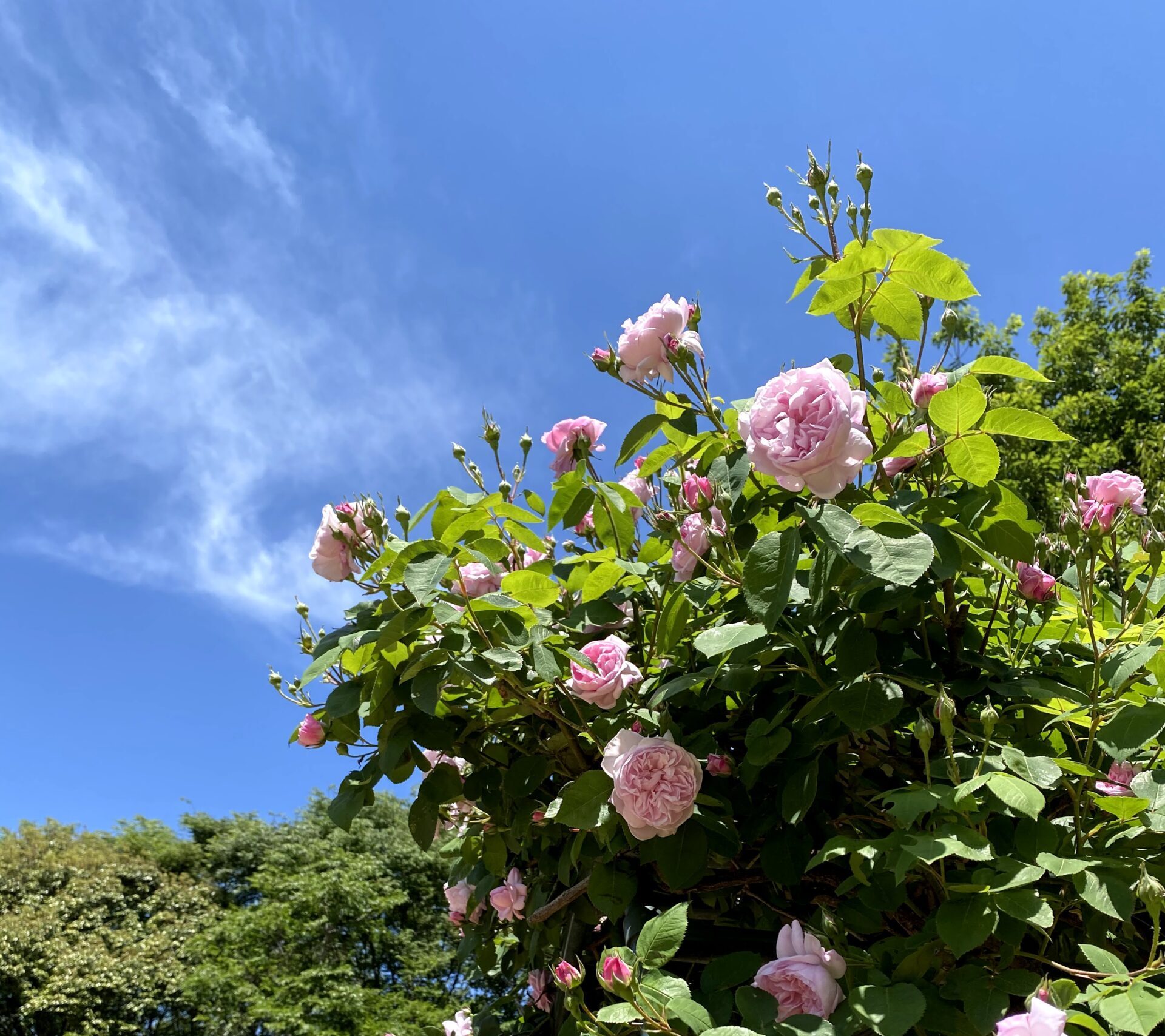 花畑のある公園に行ってみた 深谷市 埼北移住 埼玉県北部地域移住交流サイト